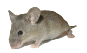 Poison Free Rodent Control
