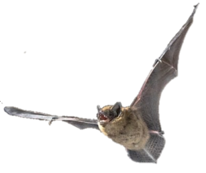 Bat Exclusion Services in Oakland County
