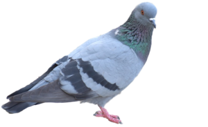 Oakland County MI bird removal