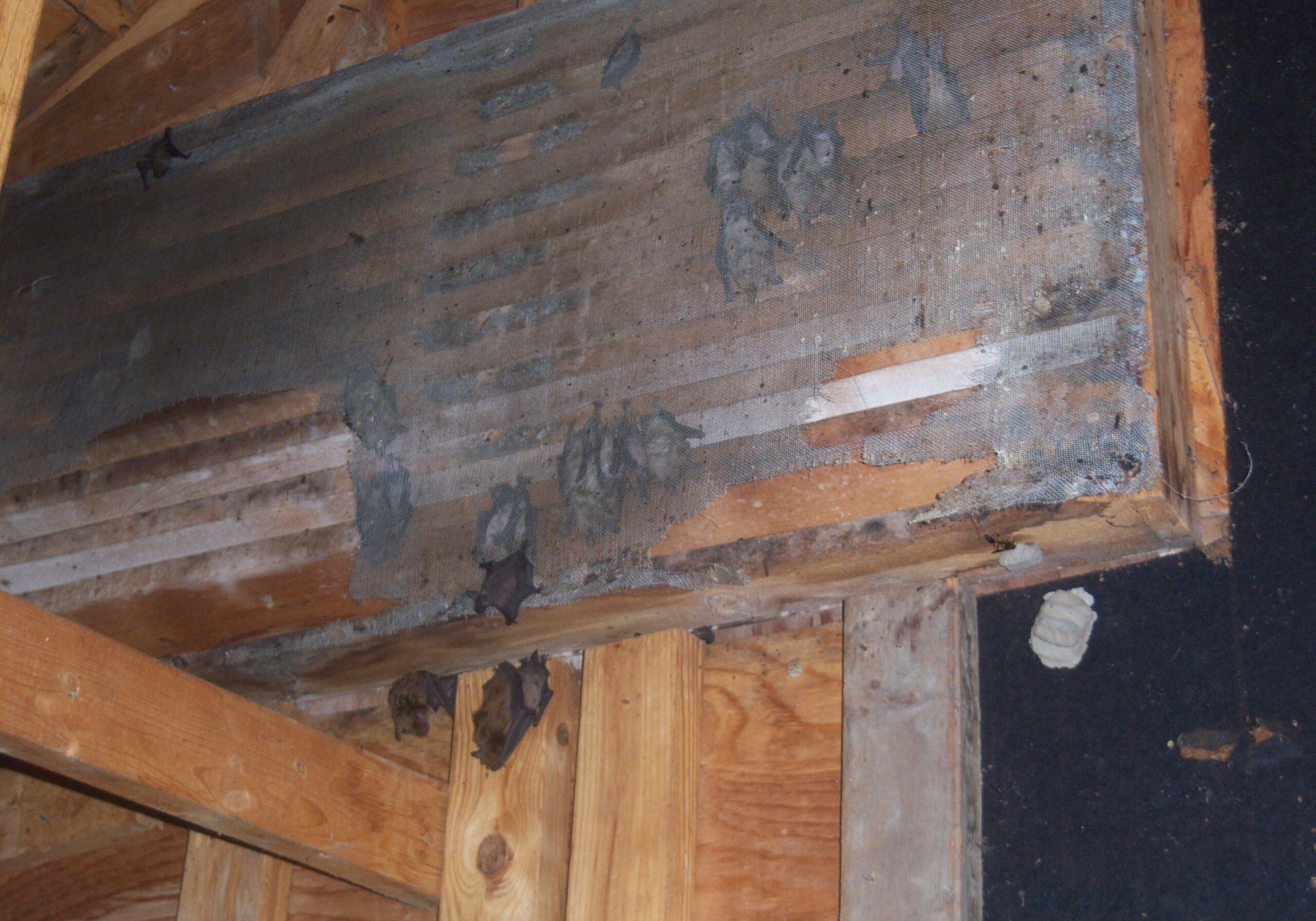 Michigan Bat Removal Oakland County