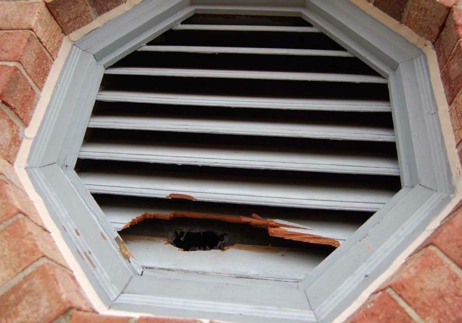 Squirrel Entry Point at Gable Vent