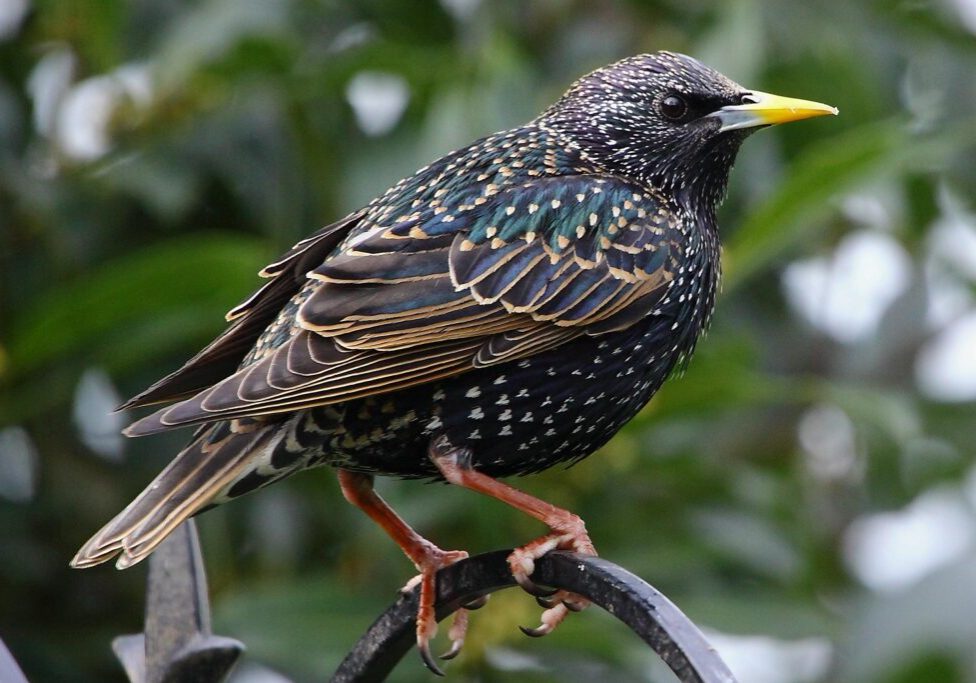Starling Removal Services